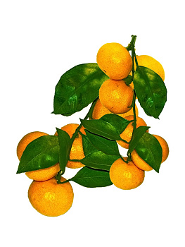 Мандарины на ветке Китай